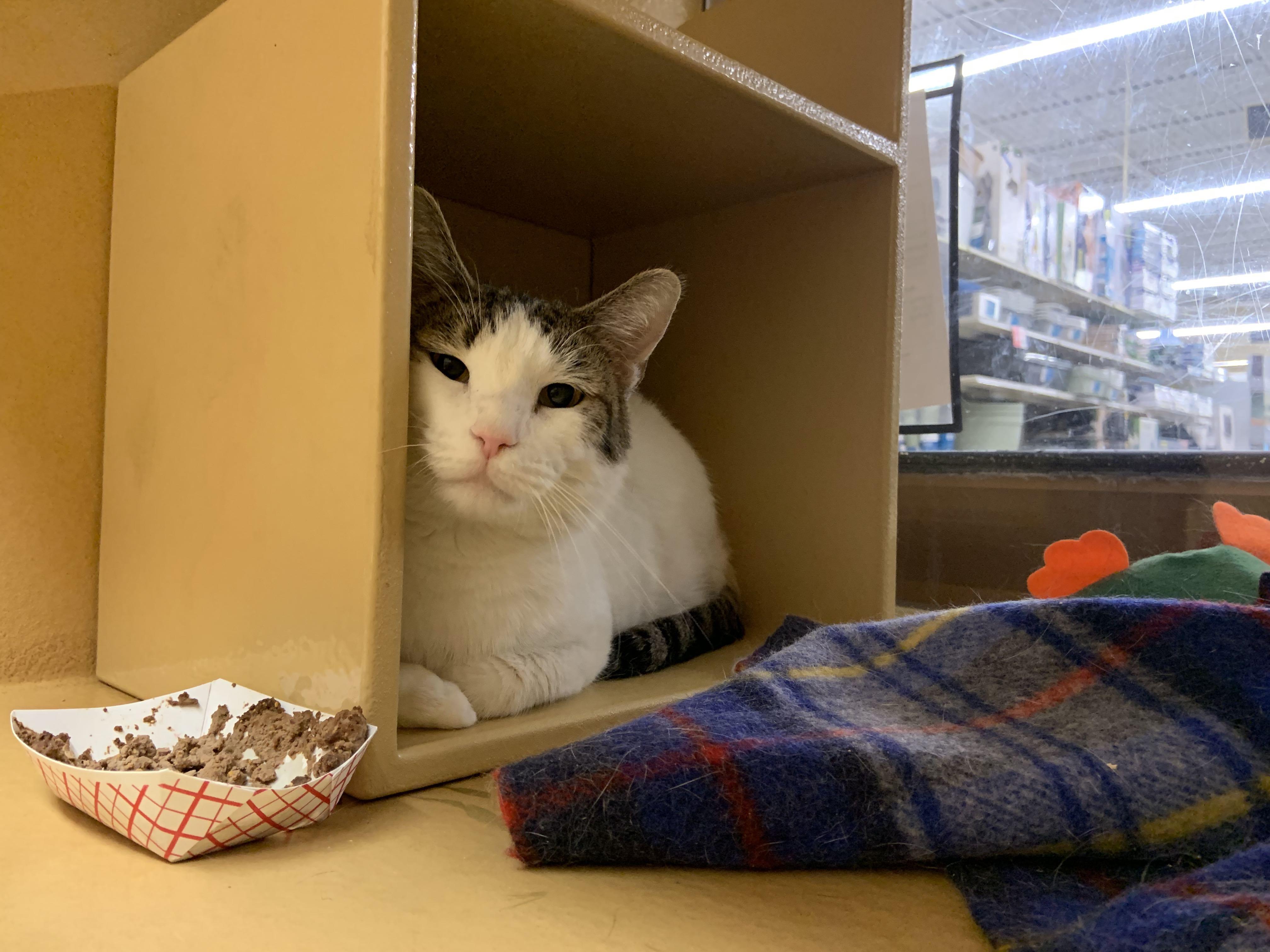 Enlarge Dolly Parton , a ADOPTABLE Domestic Short Hair in Cambridge, MA image 4/5