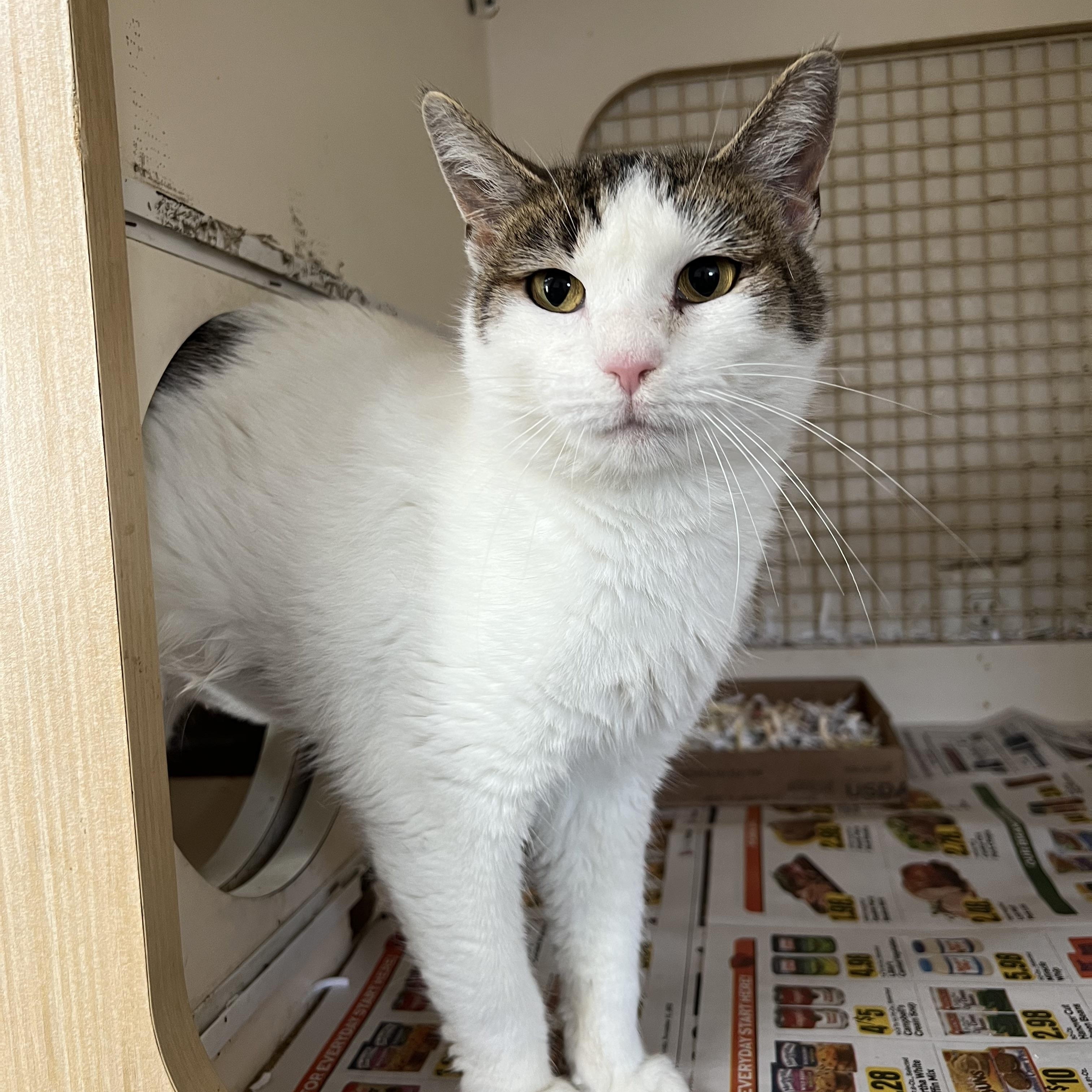 Enlarge Dolly Parton , a ADOPTABLE Domestic Short Hair in Cambridge, MA image 1/5