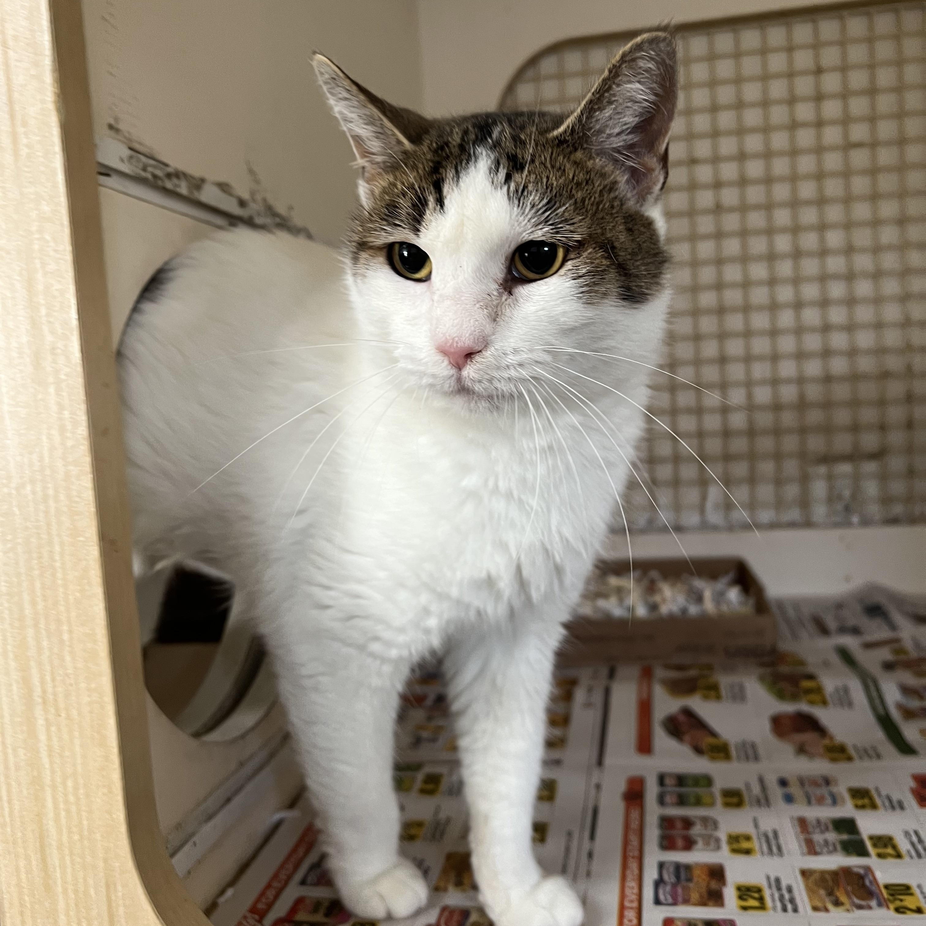 Enlarge Dolly Parton , a ADOPTABLE Domestic Short Hair in Cambridge, MA image 3/5