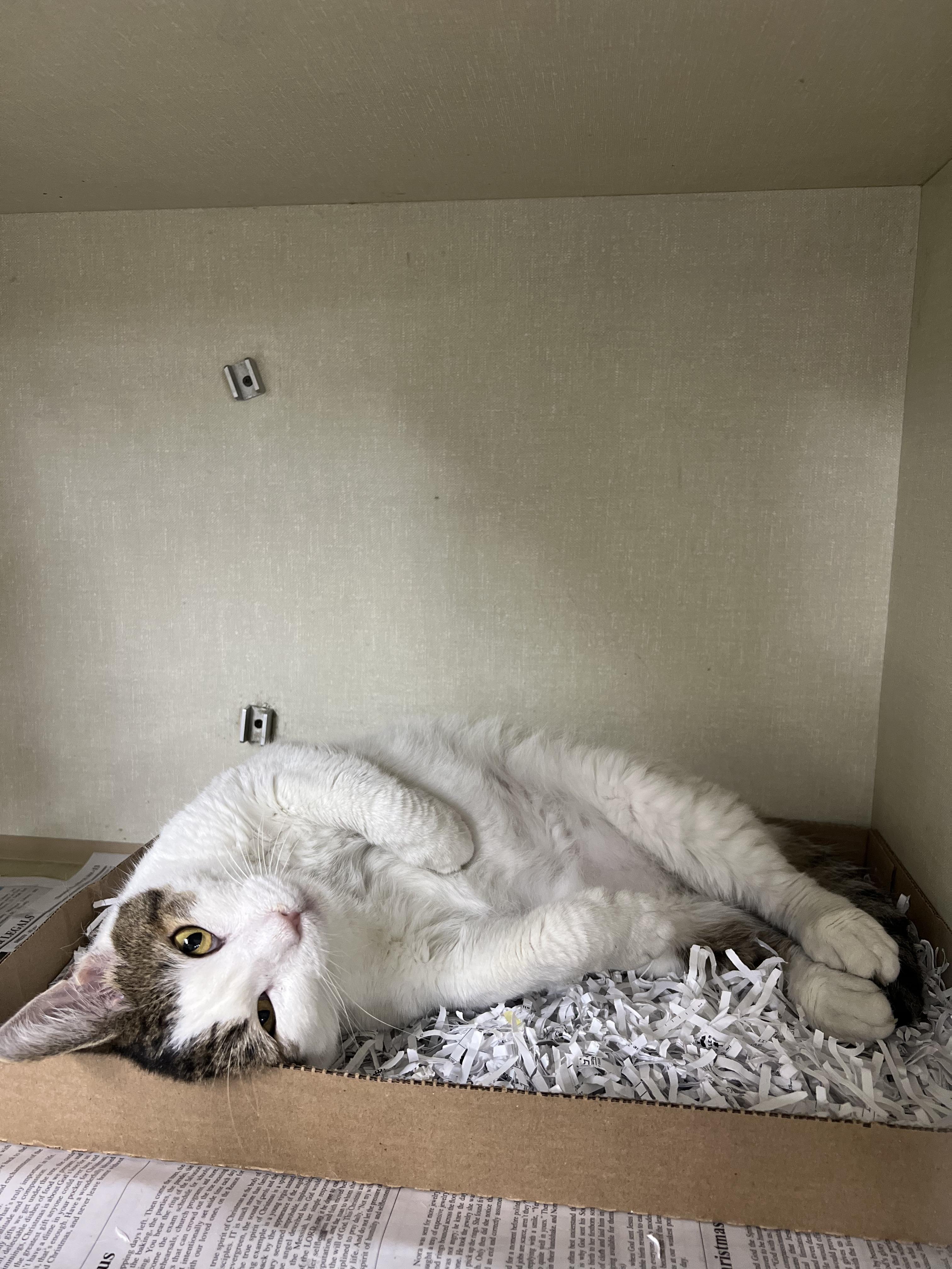 Enlarge Dolly Parton , a ADOPTABLE Domestic Short Hair in Cambridge, MA image 2/5