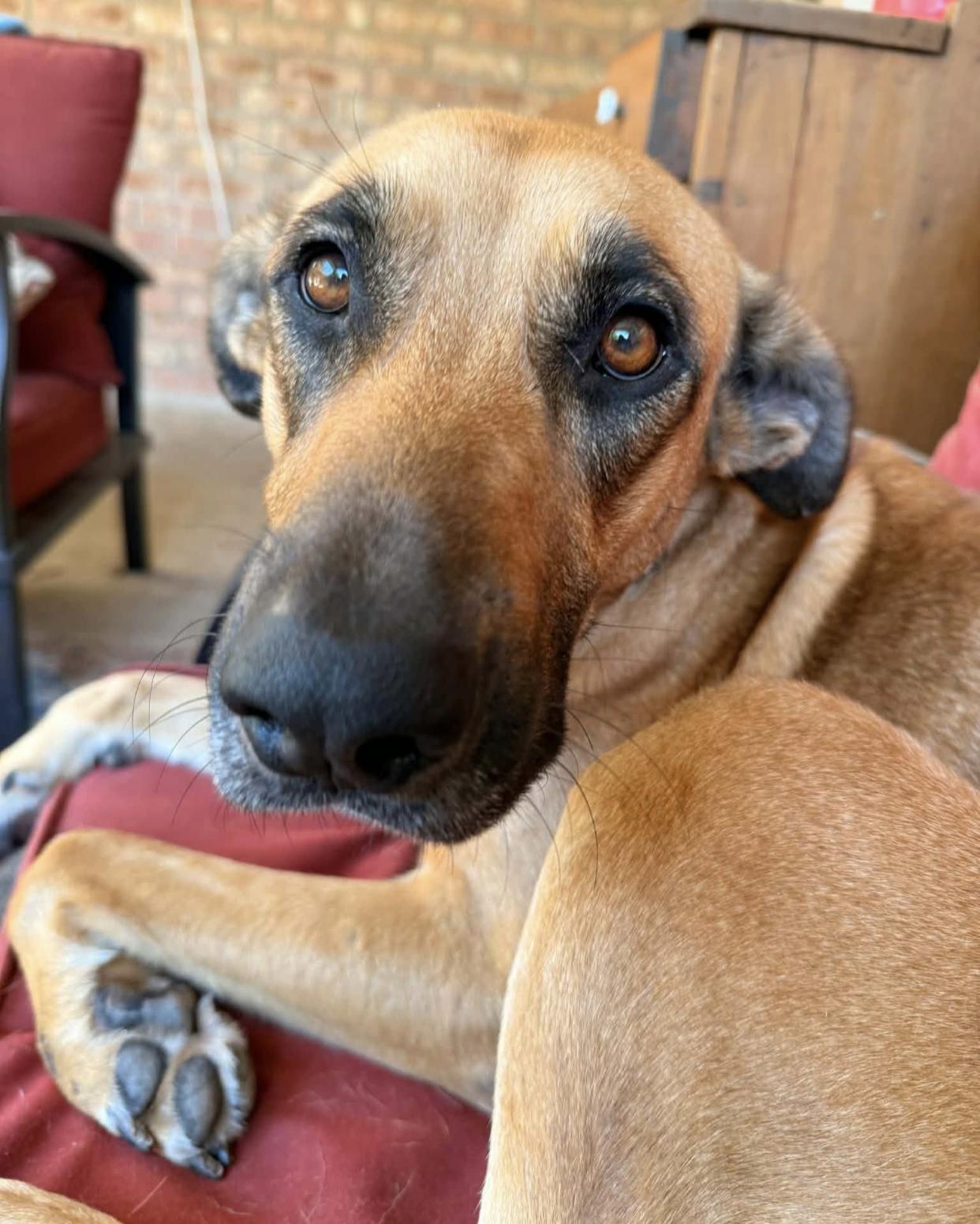 Valentina, an adopted mixed breed in Bethel, VT image 2/4