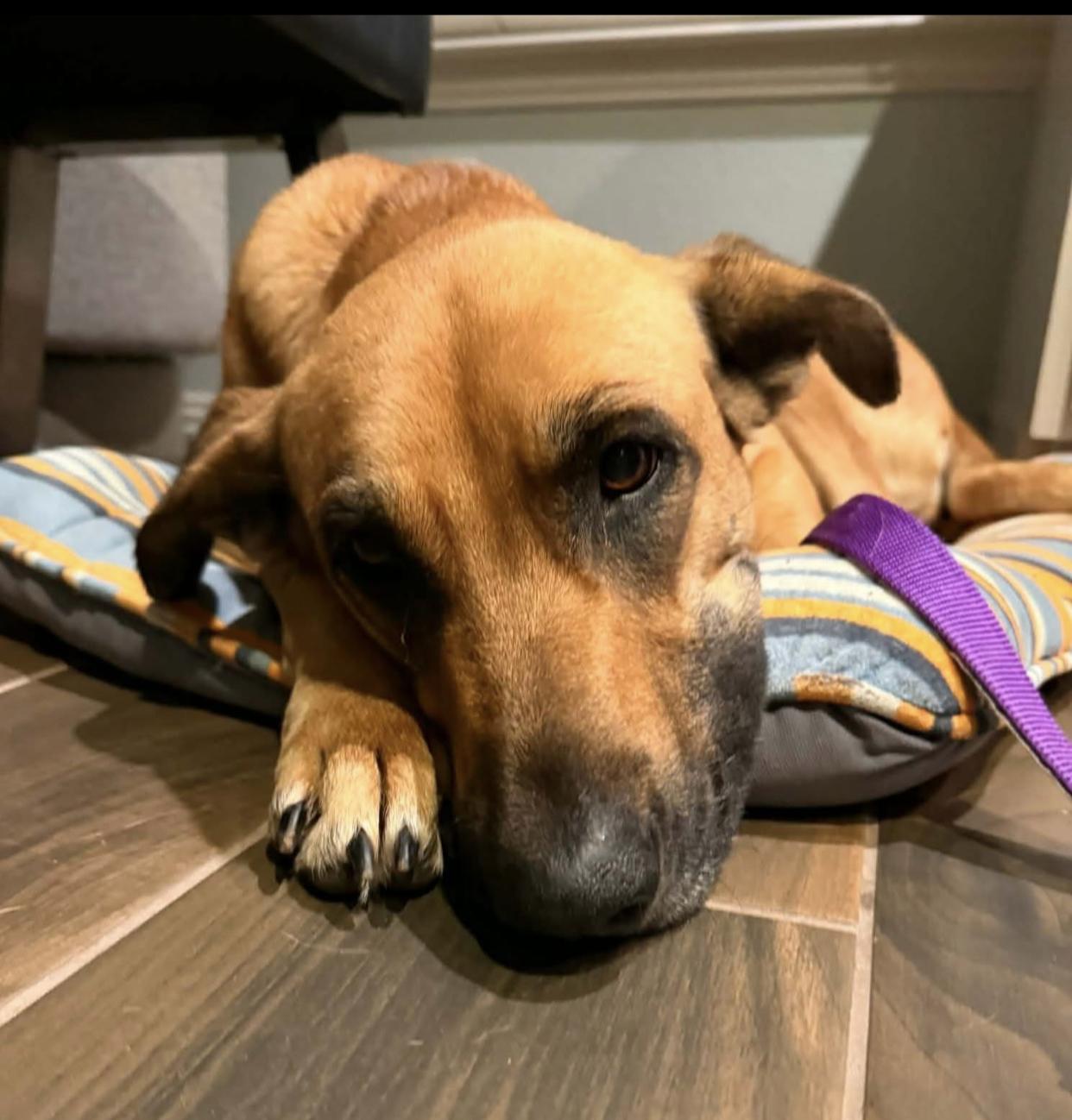 Valentina, adopted, Adult Female Shepherd.