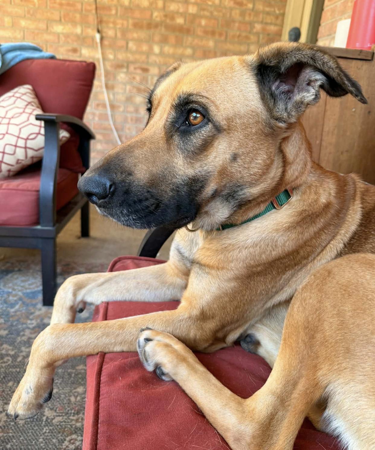 Valentina, an adopted mixed breed in Bethel, VT image 3/4