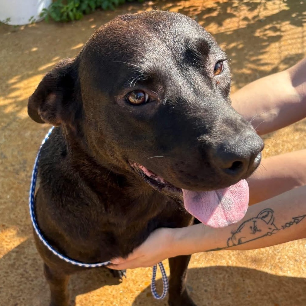 Enlarge Spirit, a ADOPTABLE mixed breed in Lumberton, NC image 1/1
