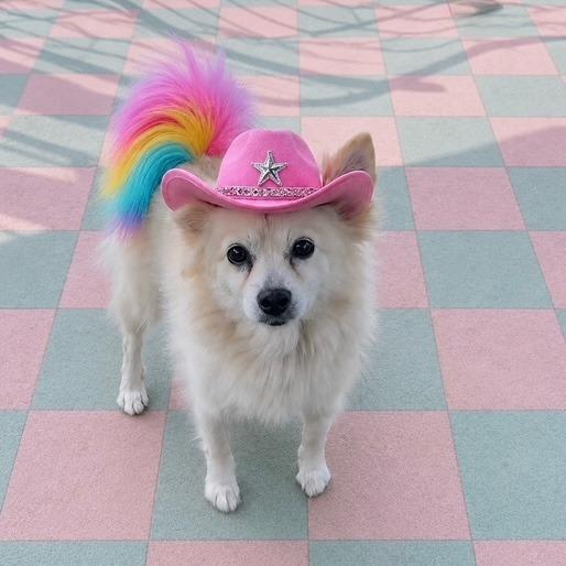 Enlarge Pony, a Adoptable mixed breed in North Hollywood, CA image 1/5