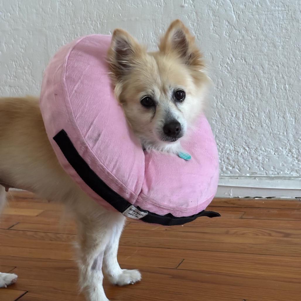 Enlarge Pony, a Adoptable mixed breed in North Hollywood, CA image 2/5