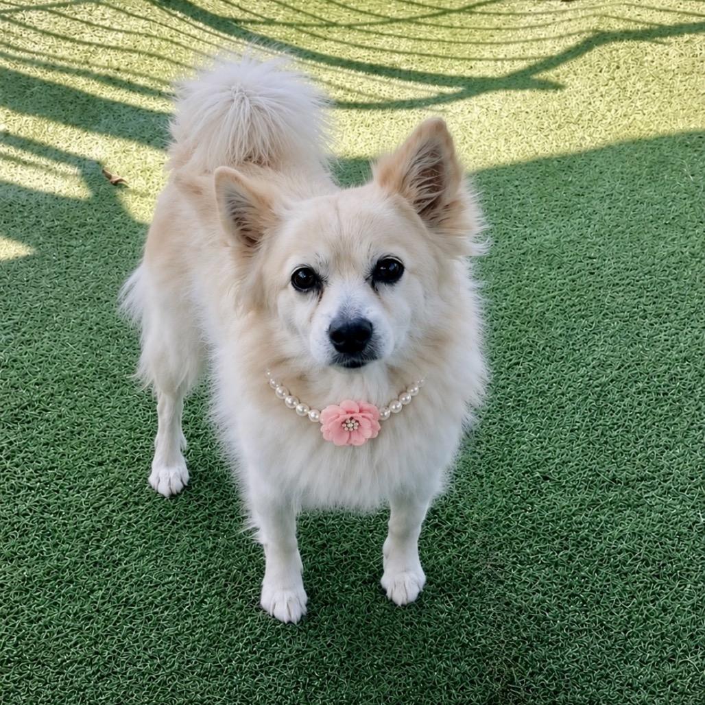 Enlarge Pony, a Adoptable mixed breed in North Hollywood, CA image 3/5