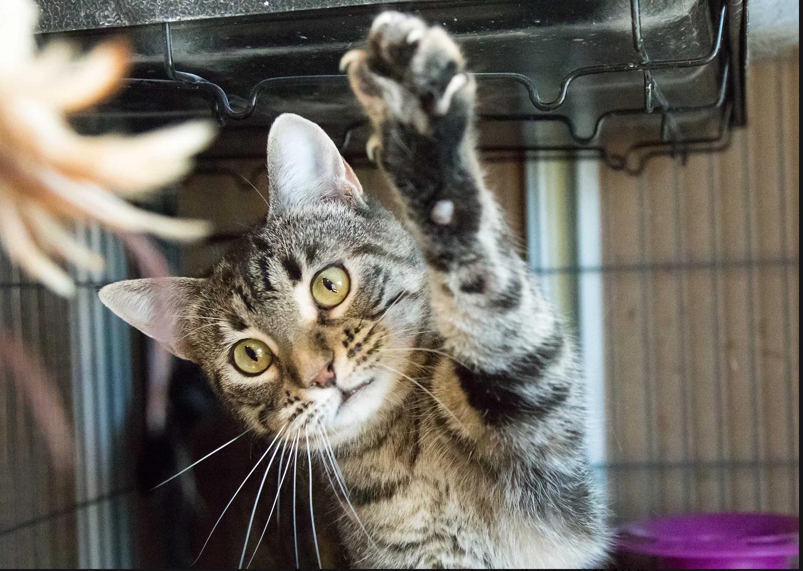 Enlarge Bagheera, a Adoptable Domestic Short Hair in Calgary, AB image 1/4