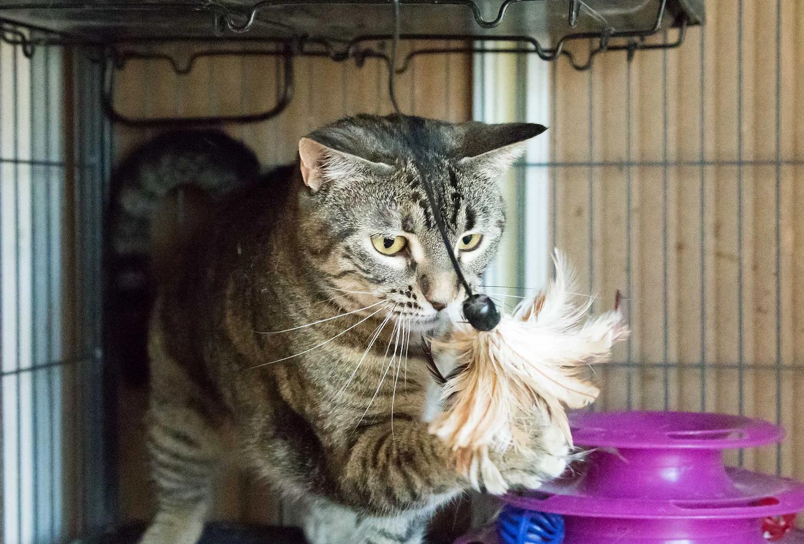 Enlarge Bagheera, a Adoptable Domestic Short Hair in Calgary, AB image 2/4