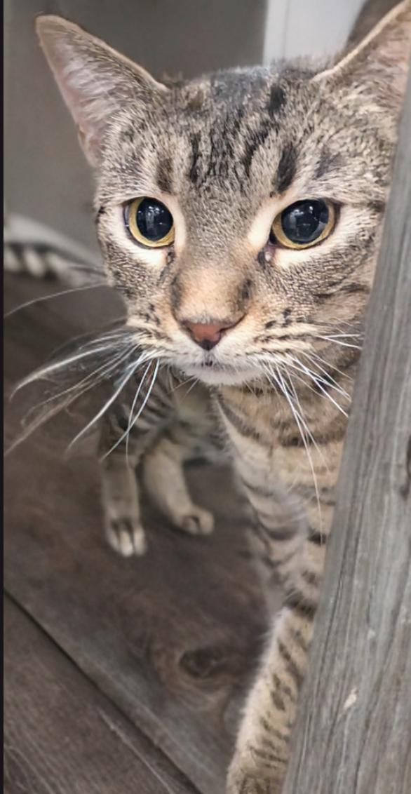Enlarge Bagheera, a Adoptable Domestic Short Hair in Calgary, AB image 3/4