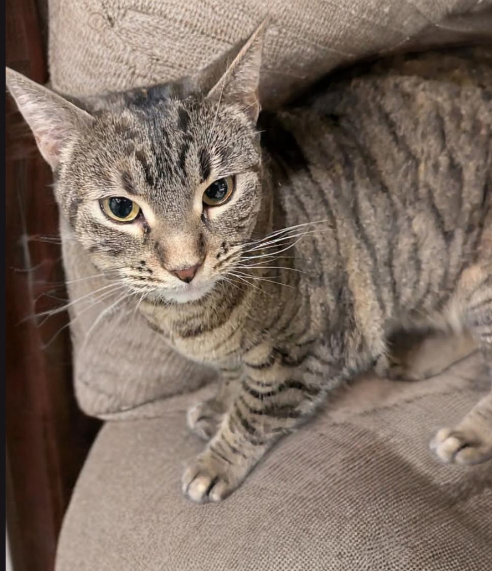 Enlarge Bagheera, a Adoptable Domestic Short Hair in Calgary, AB image 4/4