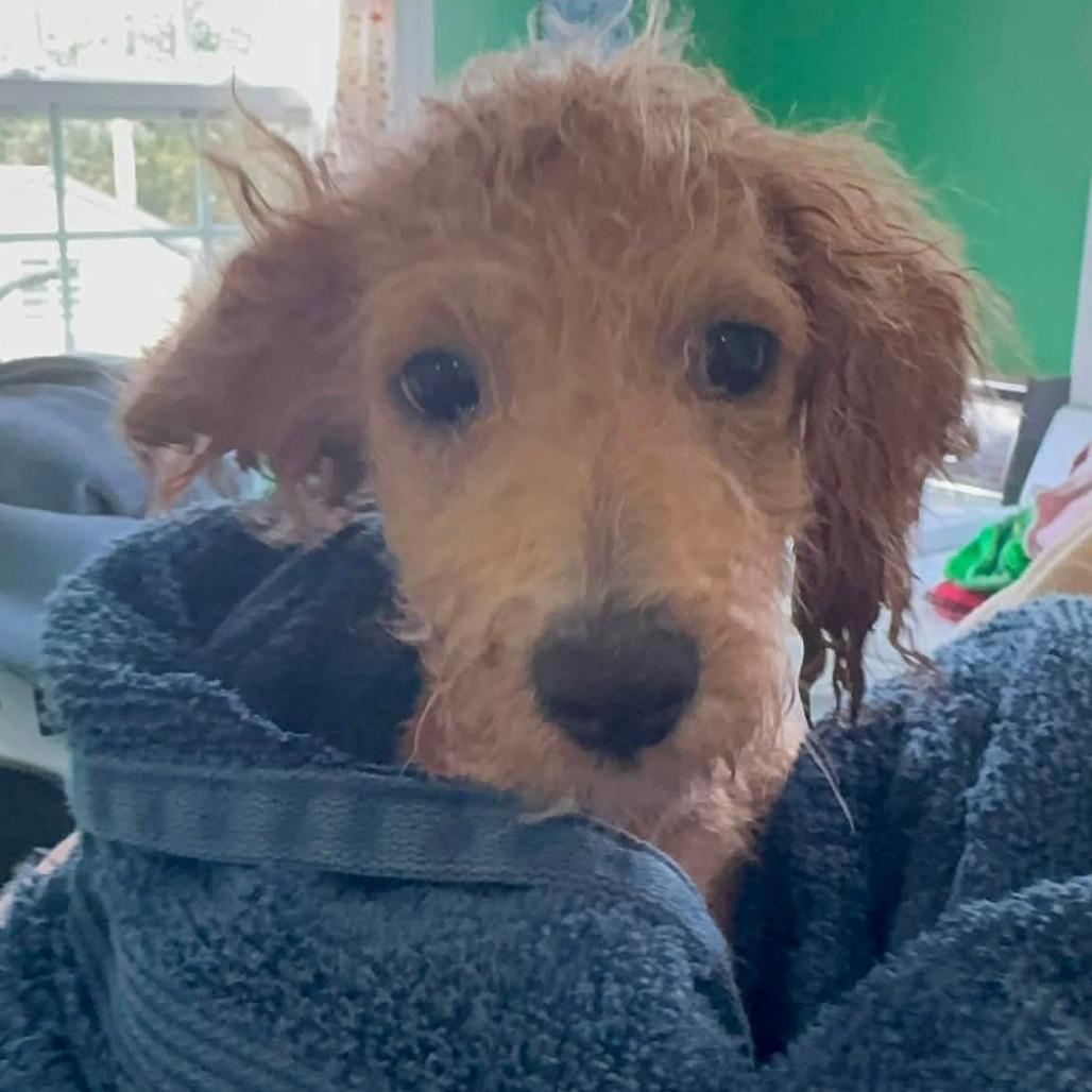 Hurricane, Adoptable, Puppy Male Miniature Poodle.