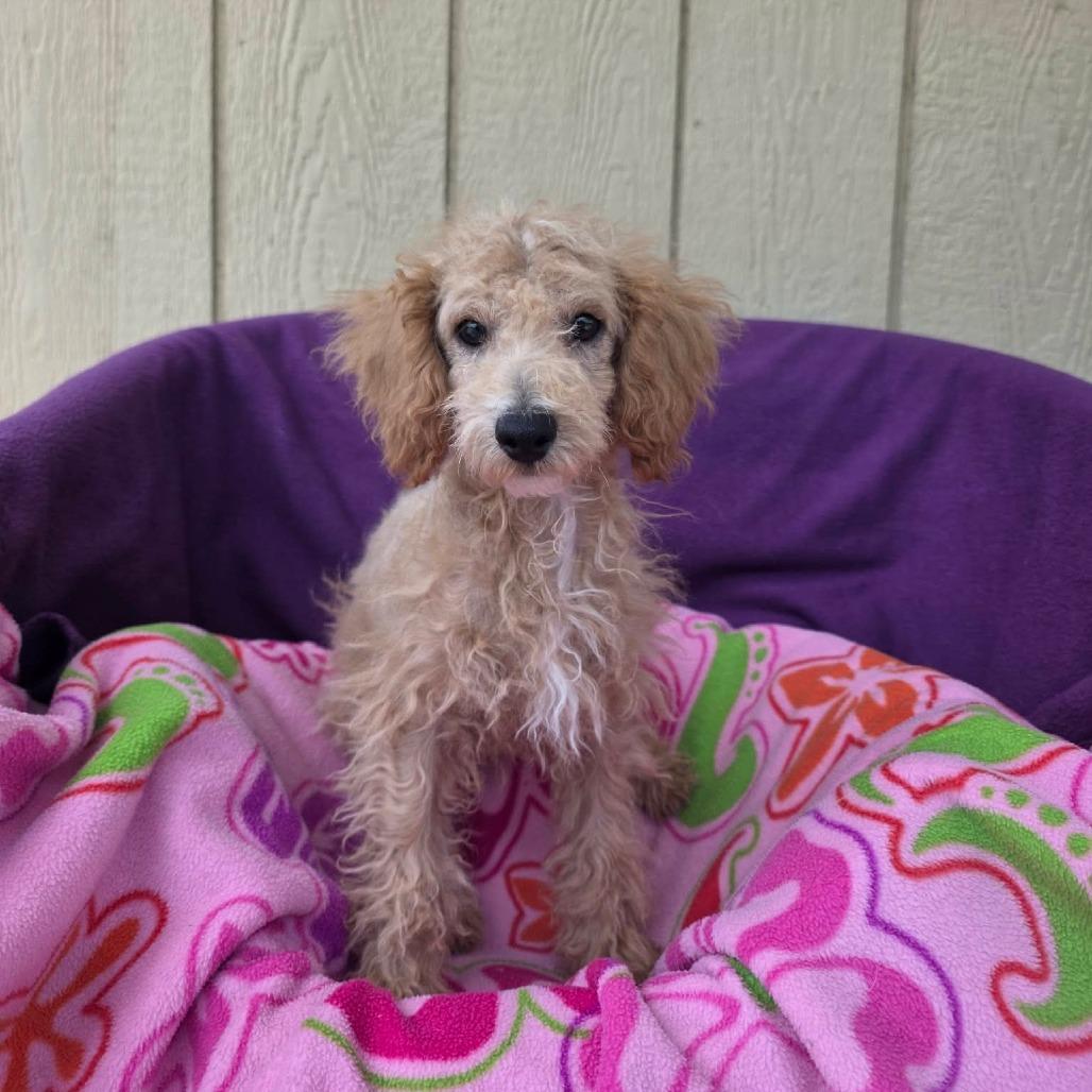 Hurricane, a Adoptable Miniature Poodle in Jackson, MO image 2/6