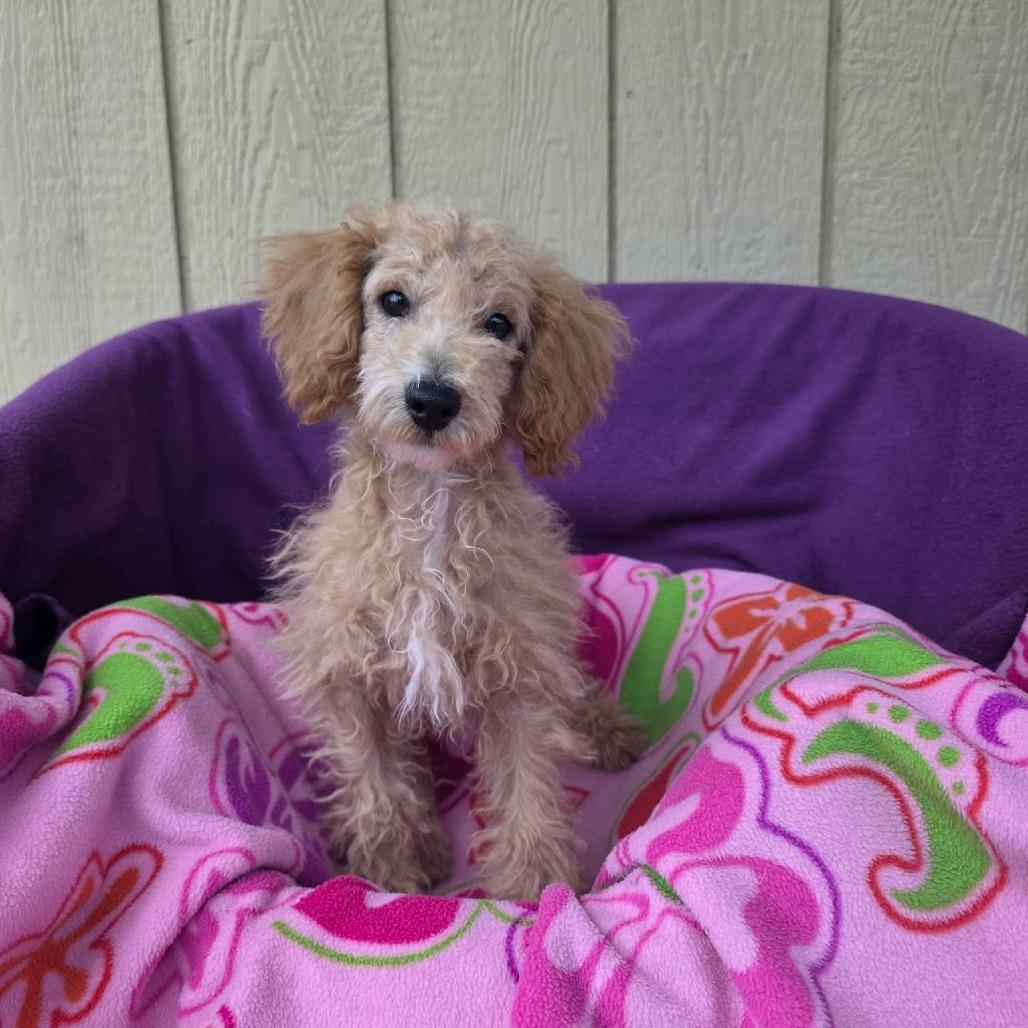 Hurricane, a Adoptable Miniature Poodle in Jackson, MO image 3/6