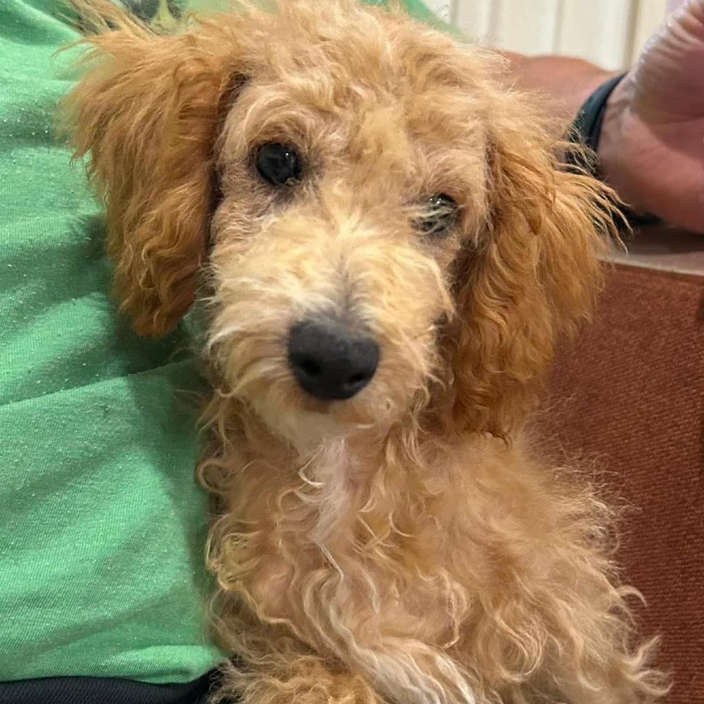 Hurricane, a Adoptable Miniature Poodle in Jackson, MO image 4/6