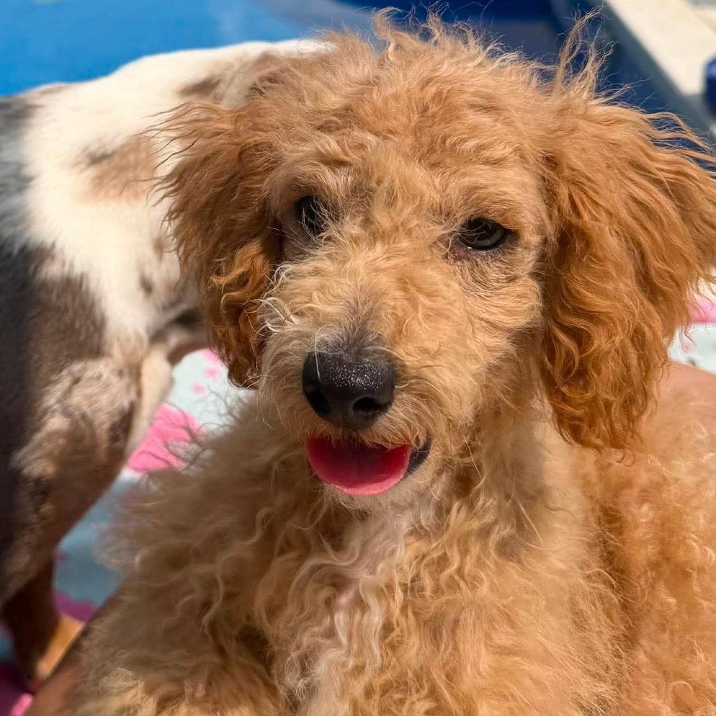 Hurricane, a Adoptable Miniature Poodle in Jackson, MO image 5/6