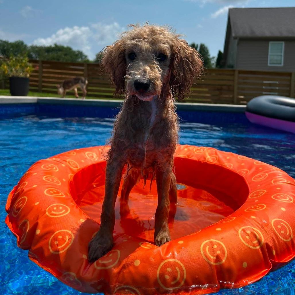 Hurricane, a Adoptable Miniature Poodle in Jackson, MO image 6/6
