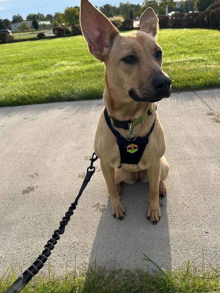 Sandy, Adoptable, Young Female Shepherd.