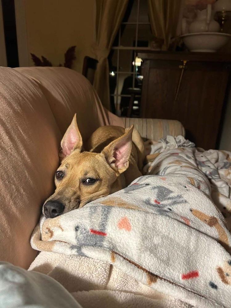 Enlarge Sandy, a Adoptable mixed breed in Amherst, NY image 2/6
