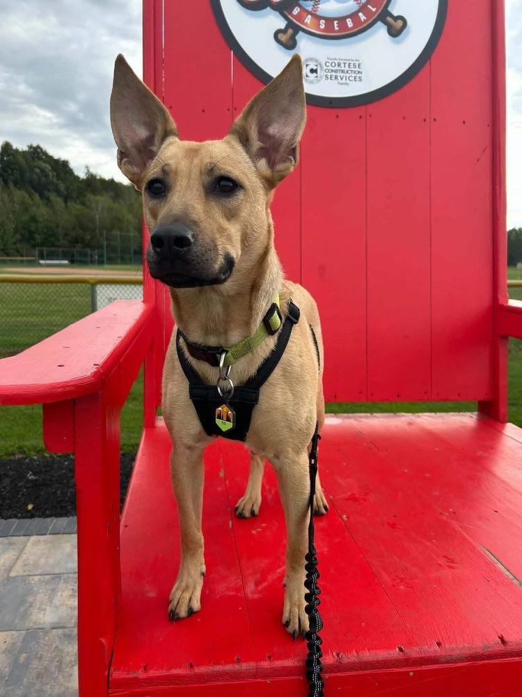 Enlarge Sandy, a Adoptable mixed breed in Amherst, NY image 4/6