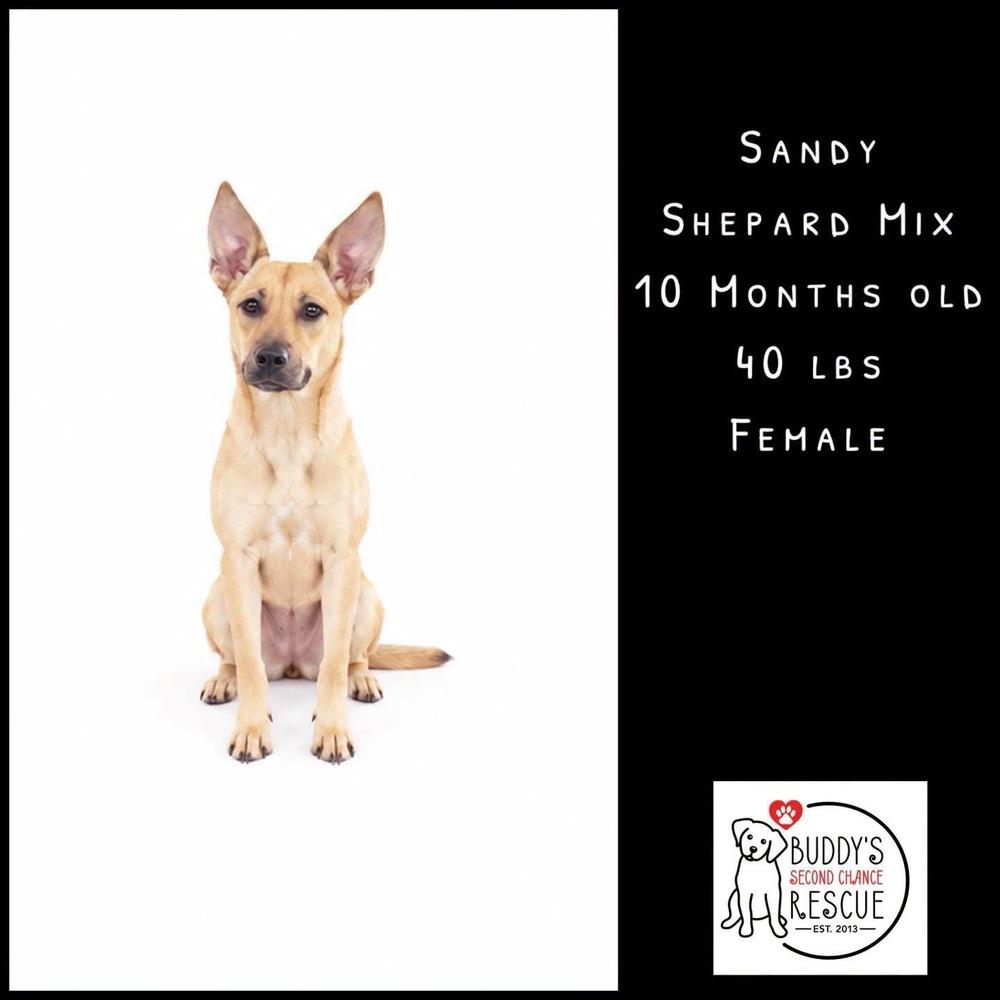 Enlarge Sandy, a Adoptable mixed breed in Amherst, NY image 5/6