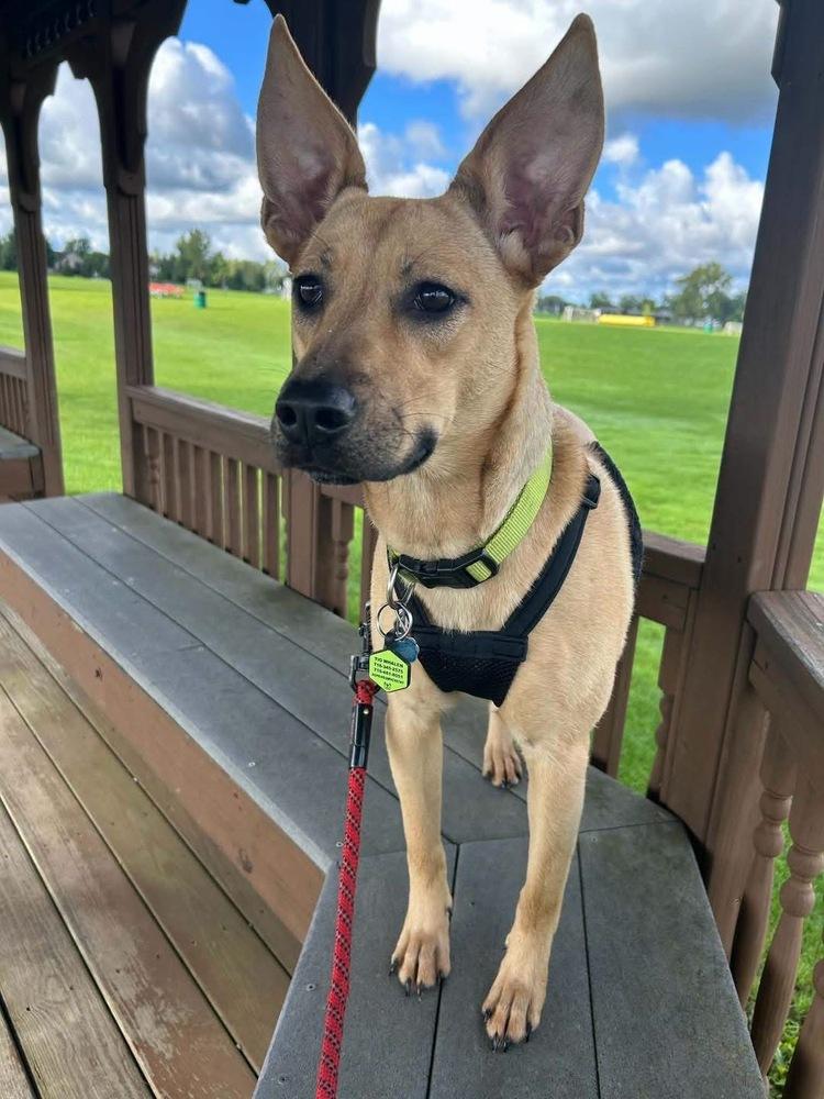 Enlarge Sandy, a Adoptable mixed breed in Amherst, NY image 6/6