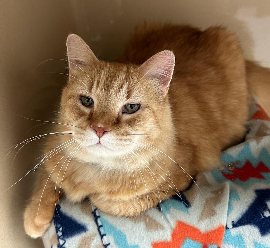 Trip, Adoptable, Senior Male Domestic Long Hair.