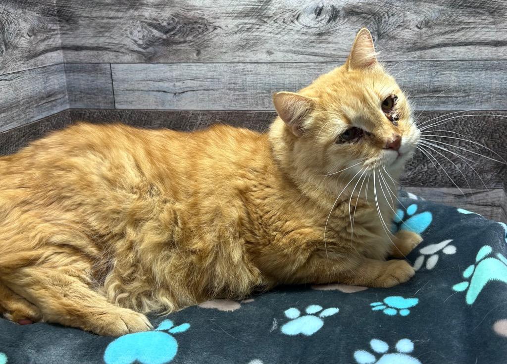 Enlarge Trip, a Adoptable mixed breed in Washington Court House, OH image 2/2