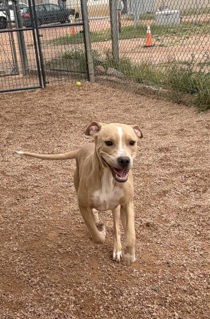 Yogi, Adoptable, Young Male Mixed Breed & Mixed Breed.