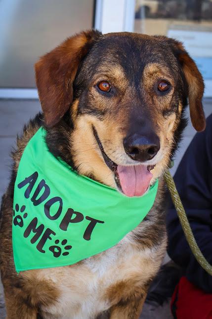 Charles, an adoptable German Shepherd Dog in Hollister, MO image 4/6