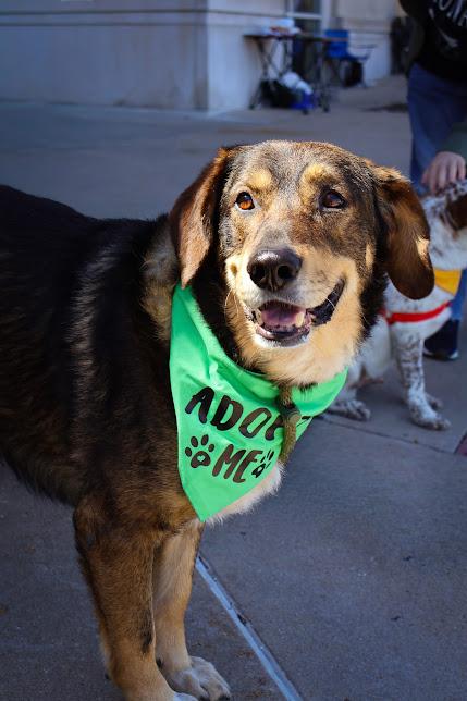 Charles, an adoptable German Shepherd Dog in Hollister, MO image 2/6