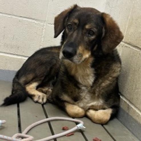 Charles, Adoptable, Adult Male German Shepherd Dog.