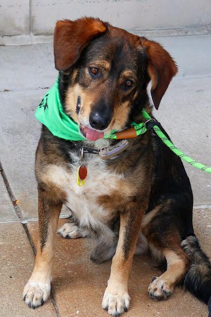 Charles, an adoptable German Shepherd Dog in Hollister, MO image 3/6
