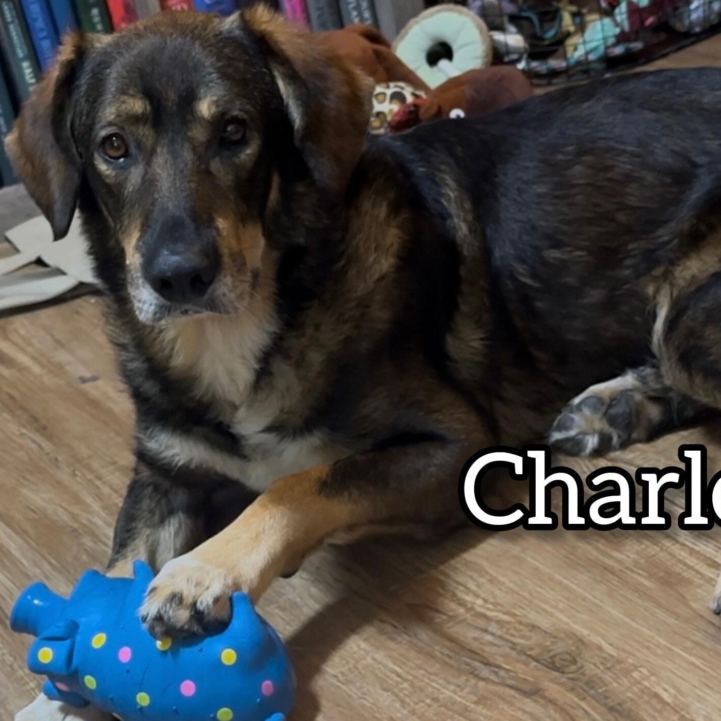 Charles, adoptable, Adult Male German Shepherd Dog.