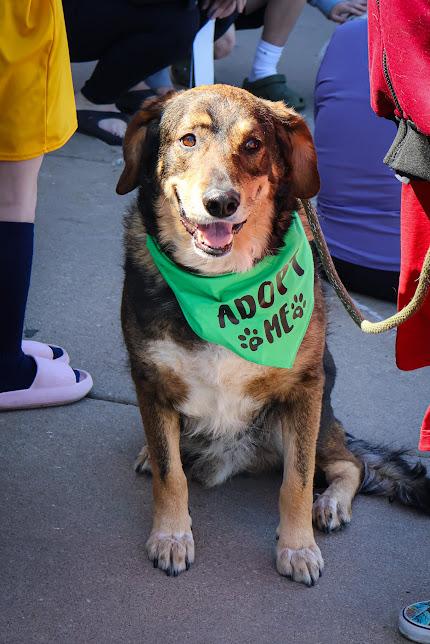 Charles, adoptable, Adult Male German Shepherd Dog.