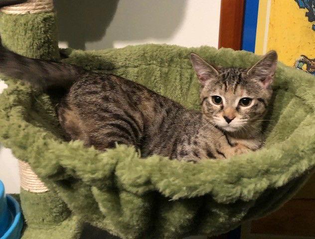 Molly, a Adoptable Domestic Short Hair in Nashville, TN image 1/3