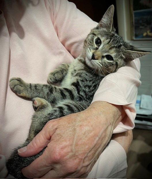 Molly, a Adoptable Domestic Short Hair in Nashville, TN image 3/3