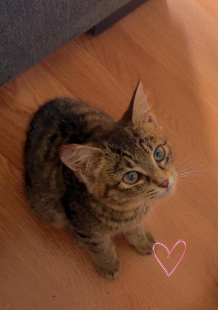Marrah, Adoptable, Kitten Female Domestic Short Hair.