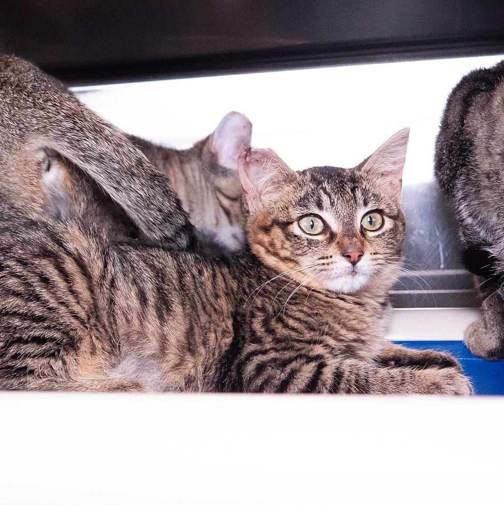 Enlarge Marrah, a Adoptable mixed breed in Shoreline, WA image 2/5