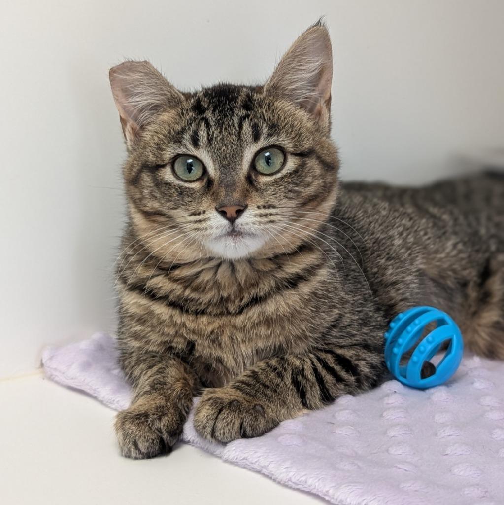 Enlarge Marrah, a Adoptable mixed breed in Shoreline, WA image 3/5