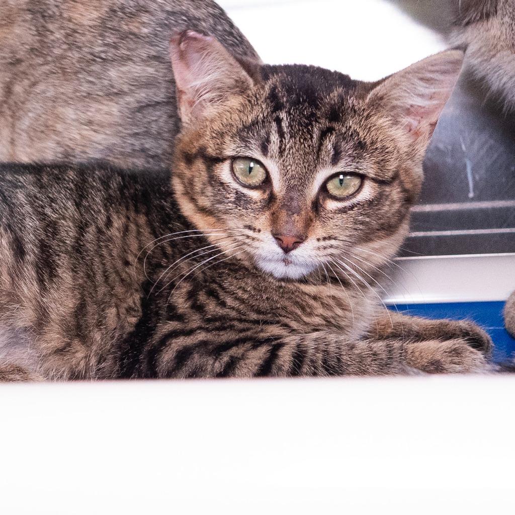 Enlarge Marrah, a Adoptable mixed breed in Shoreline, WA image 4/5