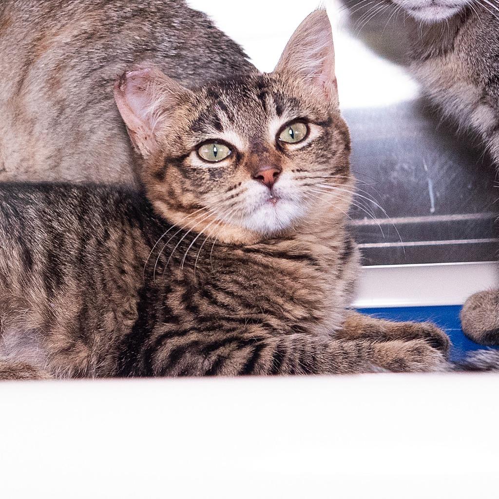 Enlarge Marrah, a Adoptable mixed breed in Shoreline, WA image 5/5