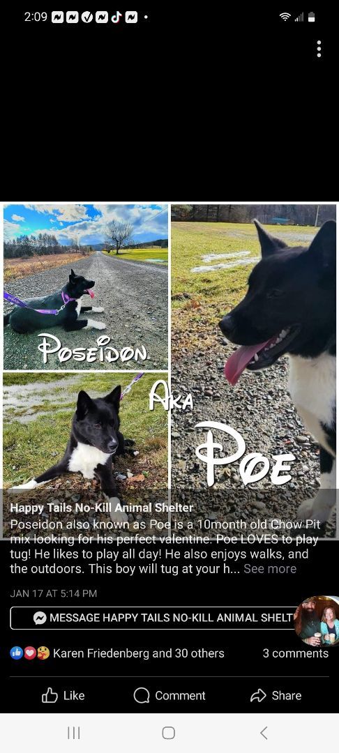 Enlarge Poseidon "Poe", a Adopted mixed breed in Towanda, PA image 1/1