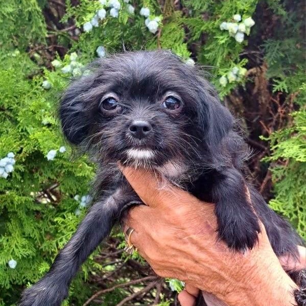 Marla, a Adoptable mixed breed in Tucson, AZ image 2/2