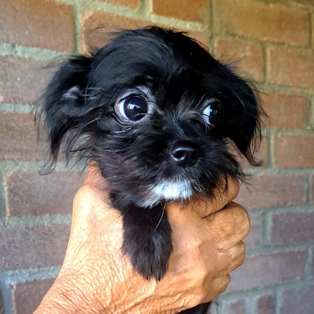 Marla, Adoptable, Puppy Male Yorkshire Terrier.