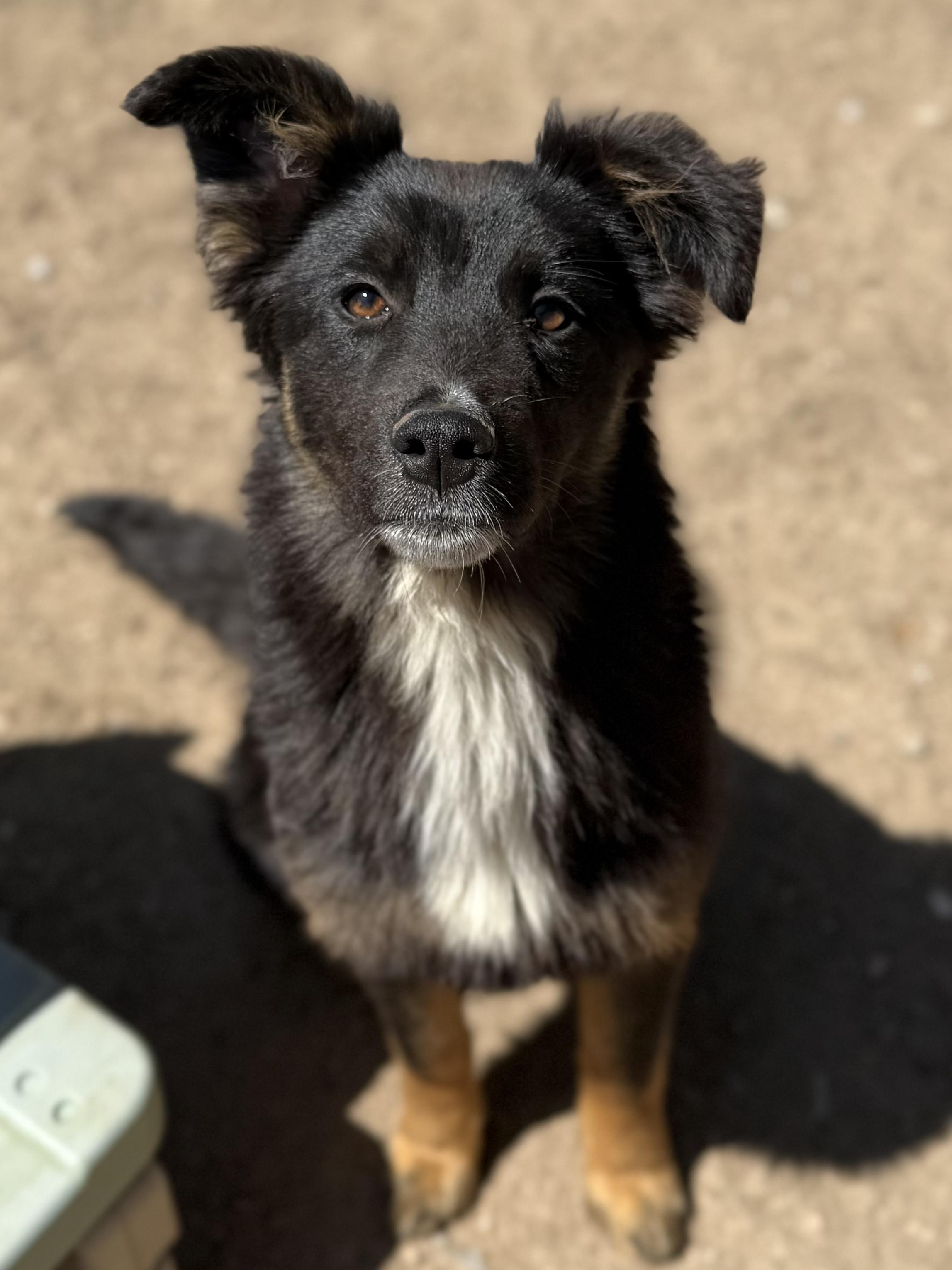 Lizzo, ADOPTABLE, Young Female Australian Shepherd & Australian Cattle Dog / Blue Heeler.