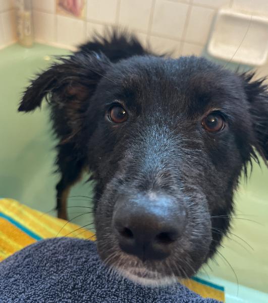 Enlarge Lizzo, a ADOPTABLE mixed breed in Colville , WA image 2/2