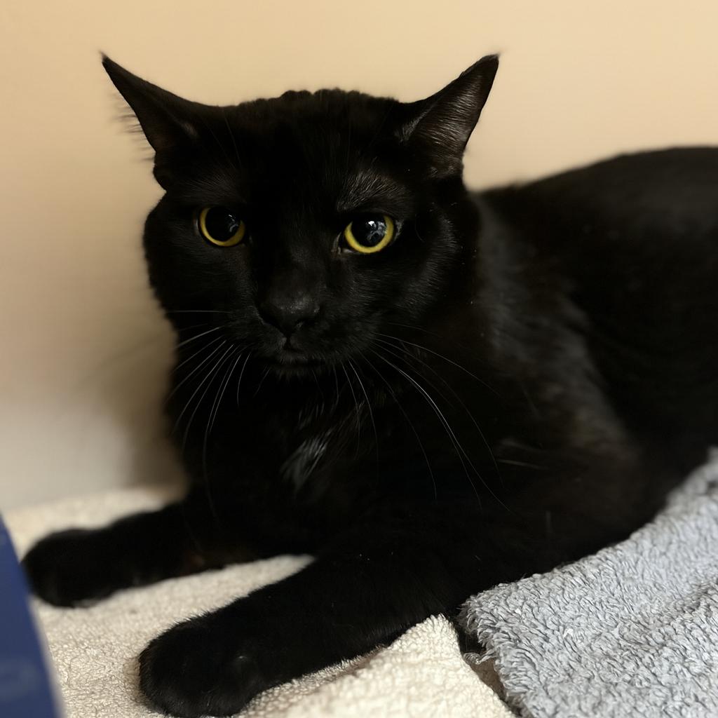 Guinness, Adoptable, Young Male Domestic Short Hair.