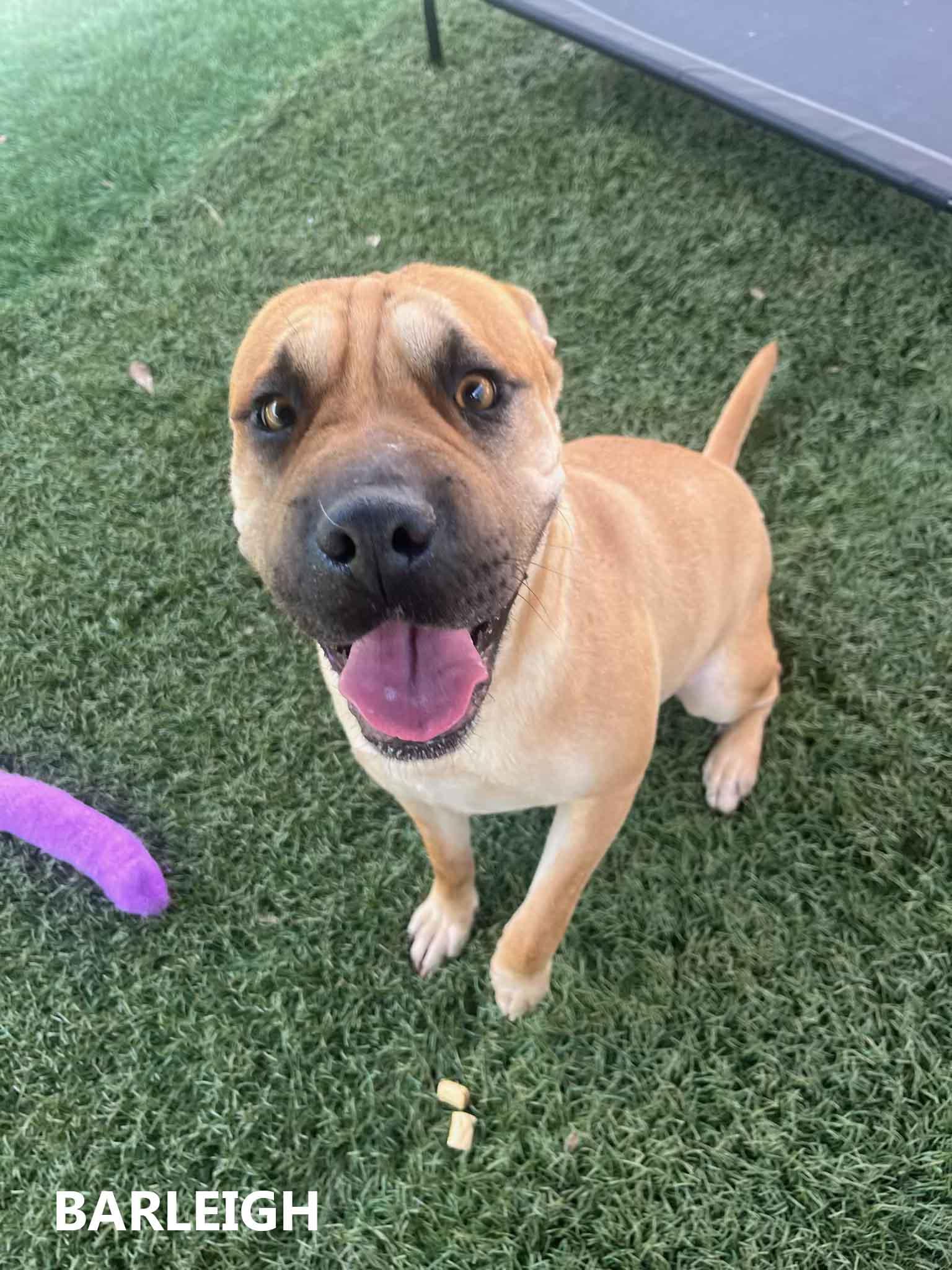 Enlarge Barkleigh, a Adoptable mixed breed in Washington, GA image 1/3