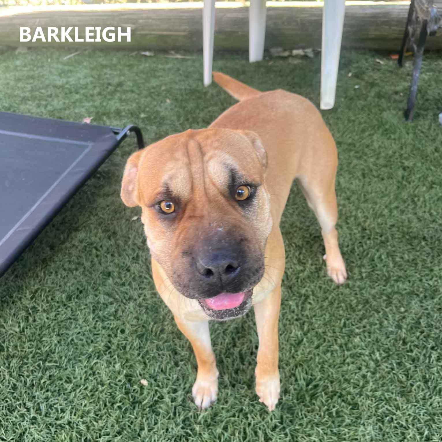 Enlarge Barkleigh, a Adoptable mixed breed in Washington, GA image 2/3